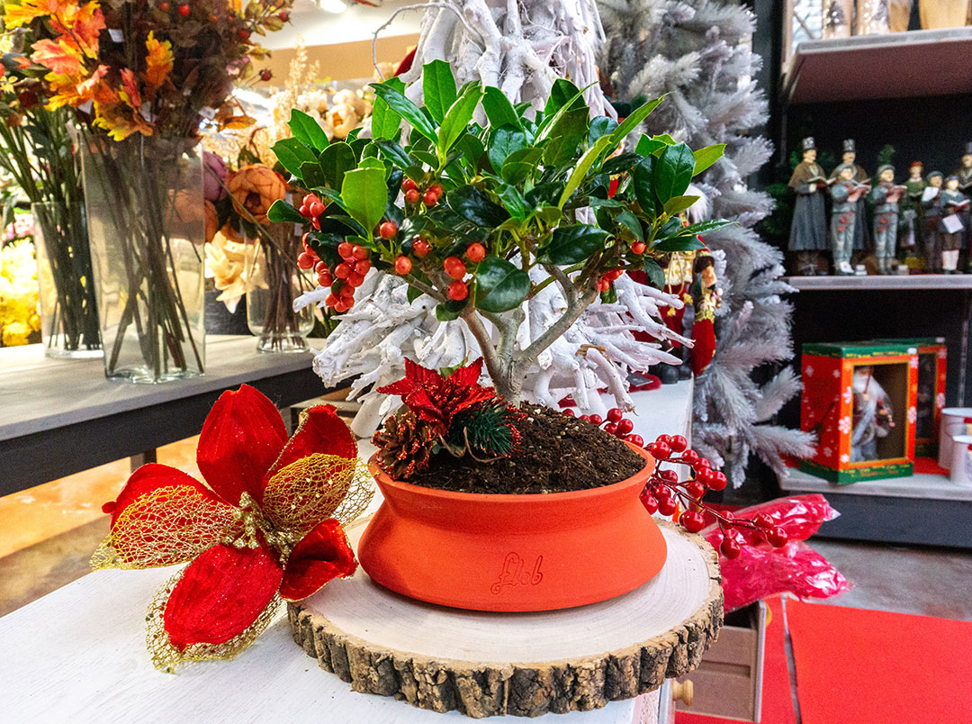 Agrifoglio bonsai
